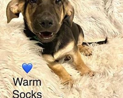 Warm Socks - Dachshund Male Puppy for Adoption