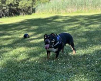 Maximus - English Bulldog Male Dog for Adoption