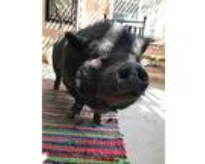 Phoebe, Pig (potbellied) For Adoption In Palm Desert, California