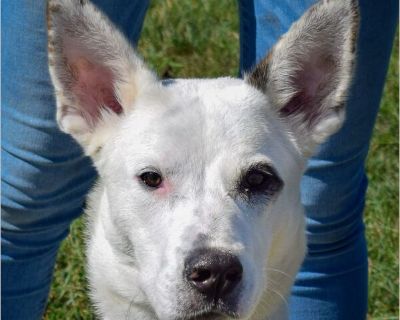 Born: October 21, 2023 I'm 62lbs and I am looking for my forever home. Adoption Donation: $400 Meet Casper! Casper may be a little shy when meeting new people, but once he feels safe, his playful and loving personality comes out in full force! He's a sweet, energetic boy who enjoys walks, playtime, and spending time with his dog friends. Because he can be nervous, Casper would do best in a calm...