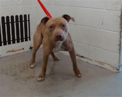 FRANKIE - American Pit Bull Terrier Male Dog for Adoption