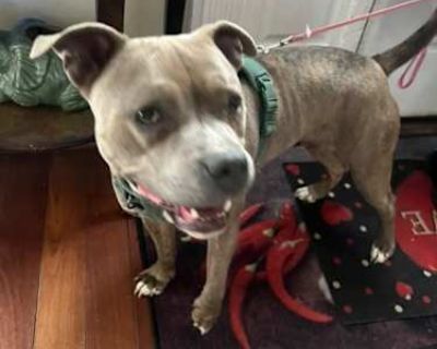 Luna - American Pit Bull Terrier Female Dog for Adoption