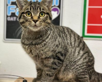 Hi there, I m Willy! I m a little brown tabby with a big personality! I may be small, but I ve got enough spunk and love to fill a whole room. My favorite things in the world? Purring, playing, pouncing, eating, and, of course, being absolutely adorable (it s kind of my specialty). I can never get enough attention from people, whether you re big or small, young or old, I ll be right there askin...