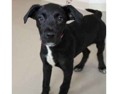 Sunrise - Labrador Retriever/Mixed Breed (Large) Mix Female Puppy for Adoption