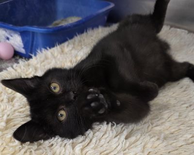 Ricky Retro - Domestic Short Hair Male Cat for Adoption