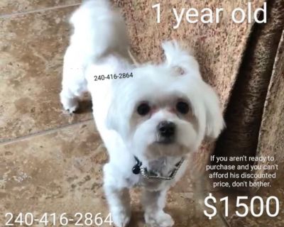 Male Maltese PBP: AKC & CKC (Maltese ONLY lineage)