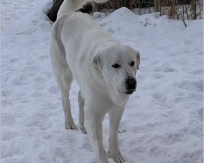 Atlas - Male Puppy Great Pyrenees for Adoption