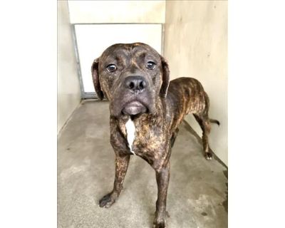 BORRIS - Boxer/American Pit Bull Terrier Mix Male Dog for Adoption