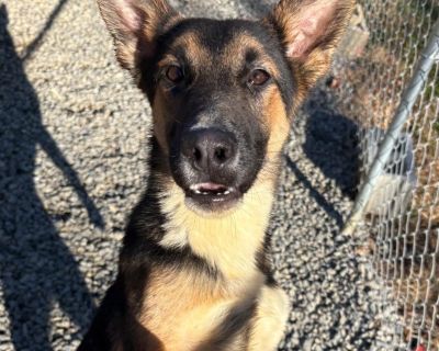 Zazu is another of the smallest litter in the 15 we acquired recently. This boy loves to play, loves to talk, and loves be acknowledged by all humans! His big ears match his big heart & big personality! He is sure to make a family very happy and filled with love! Zazu is still working on his potty training, so he will need someone who can continue to patiently work with him. Basic Info: -6-7 mo...