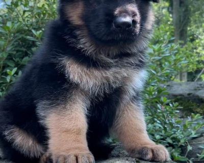 2 Female German Shepherd Dog Puppies for Sale