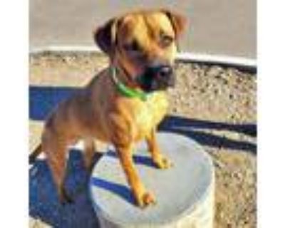 Adopt LUCY a Boxer