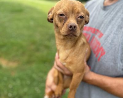 Achilles - Chihuahua & Terrier Mix Male Dog for Adoption