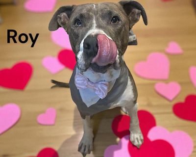 Rescue From Texas Roy is a 7-year-old, 45-pound sweetheart with a big smile and an even bigger heart. He s house trained, neutered, and loves his toys. Roy enjoys playtime with medium to large dogs and would thrive in a home where he can romp and have fun. What Roy really loves is being with his people he ll happily be your loyal companion and best friend. With his gentle spirit and dapper look...