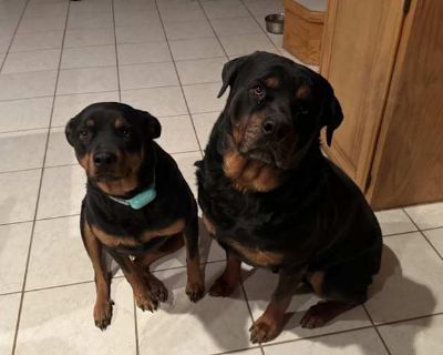 Sadie - Rottweiler Female Dog for Adoption