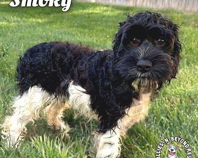 Smoky - Cockapoo Male Puppy for Adoption