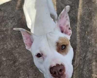 Bmw - American Pit Bull Terrier Male Dog for Adoption