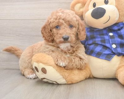 GIGI - Mini Goldendoodle Female Puppy for Sale