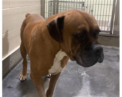 UNKNOWN - Boxer Male Dog for Adoption