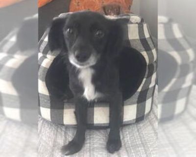 Matilda - San Diego - Female Chihuahua-Colonial Cocker Spaniel Mix Young