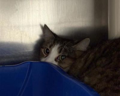 Health Spayed / neutered.. Young Female Medium