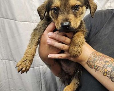 Rolo - German Shepherd Dog/Labrador Retriever Mix Male Puppy for Adoption