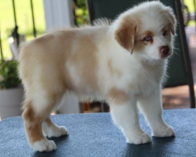 2 Male Australian Shepherd Puppies for Sale