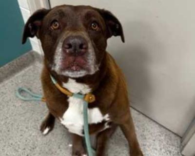 Gorgeous (in foster) - Labrador Retriever Female Dog for Adoption