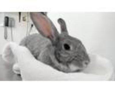 Adopt OSTARA a Bunny Rabbit