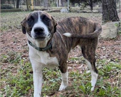 This is the face of love!!! Meet Sadie - this 5 month old Boxer/Lab mix is looking for her family. She weighs about 35 pounds and will more than likely be about 45-50 full grown. Sadie is practicing all things to make her the perfect family addition. This super smart goofy girl would love a family to adore her love on her all the time. Her favorite thing to do is to be with her people. She is w...
