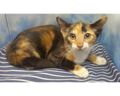 PENNY - Domestic Shorthair Female Cat for Adoption