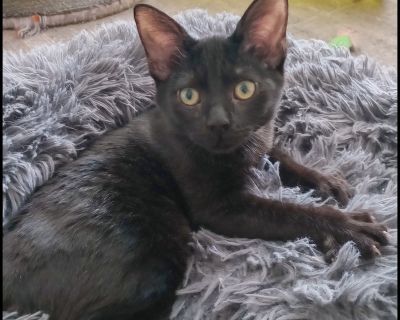 Pepita - Domestic Short Hair Mix Female Cat for Adoption