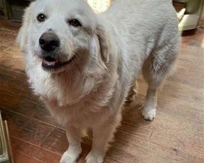 Margarita - Great Pyrenees Female Dog for Adoption