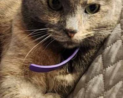 Ethel - Domestic Shorthair Female Cat for Adoption