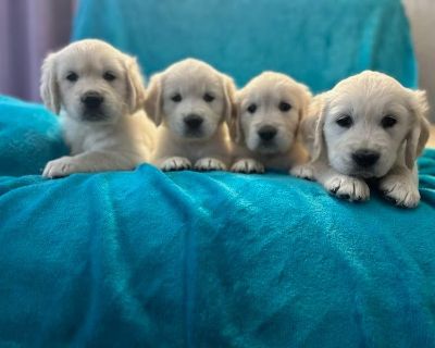 1 Male and 3 Female Golden Retriever Puppies for Sale