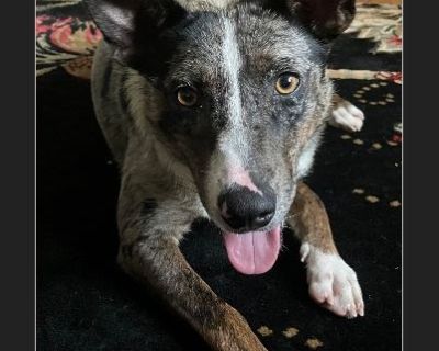 Shay is somewhat anxious, but smart and a fast learner. She would be great for an active person or household; she loves to run and is great playing with other dogs at daycare. She loves toys and can settle in the house just fine. She is mostly housetrained and already spayed/microchipped.