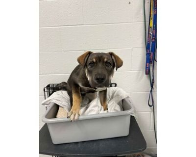 Mandalore - Husky/Mixed Breed (Medium) Mix Male Puppy for Adoption