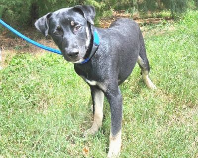 Georgia - Labrador Retriever & Husky Mix Female Puppy for Adoption