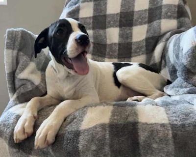 Peter - American Staffordshire Terrier/Hound (Unknown Type) Mix Male Puppy for Adoption
