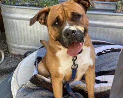 UKI - Boxer/Mastiff Mix Female Dog for Adoption
