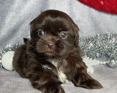 Hi! Meet Rylee! This adorable little shih tzu is super sweet and cuddly! She will make best family pet! Rylee is well socialized with our family and other furry friends as well! She is looking forward to meeting her furever family!. Gender: Female Sire: Baxter Dam: Beauty DOB: October 11th, 2025 Age: 5 Weeks Available: December 6th, 2025 Microchipped Registered ACA Registered Vet Checked Vaccin...