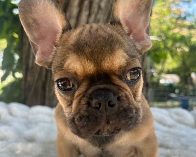 2 Male and 5 Female French Bulldog Puppies for Sale