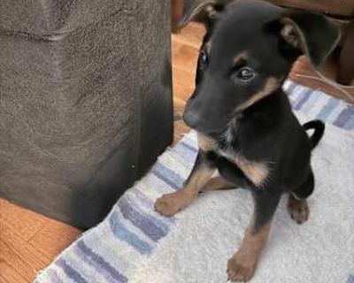 Anika - Doberman Pinscher/German Shepherd Dog Mix Female Puppy for Adoption