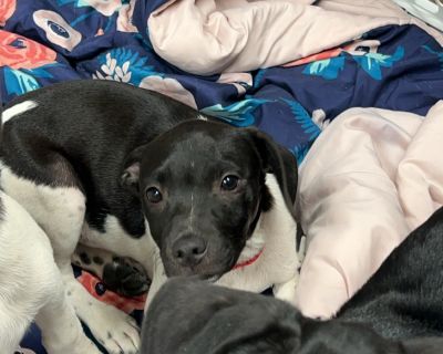 Wrinkles - Black Labrador Retriever Mix Male Puppy for Adoption