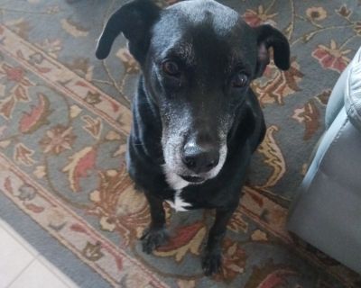 Shadow - Black Labrador Retriever Male Dog for Adoption