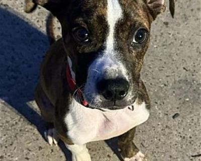 Bruno - Boxer Male Puppy for Adoption