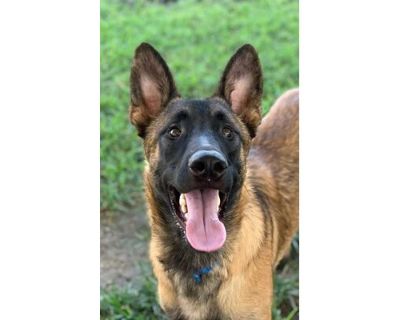 Dog - Belgian Malinois Male Dog for Adoption