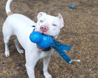 Keller - American Staffordshire Terrier Male Dog for Adoption