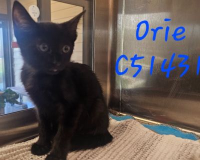 Orie (pink collar) - Domestic Short Hair Mix Female Cat for Adoption