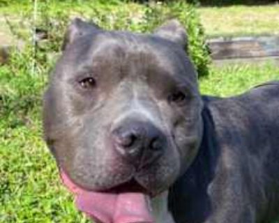 Titan - American Pit Bull Terrier Male Dog for Adoption