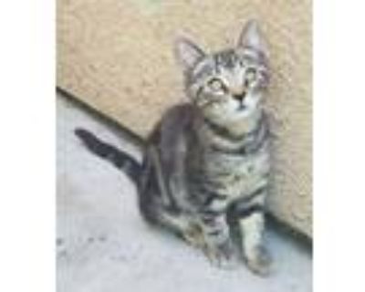 Adopt Tabby a Gray, Blue or Silver Tabby Domestic Shorthair (short coat) cat in
